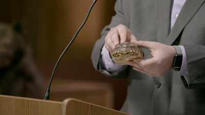 Uh, by the way,
I have created something - Gary Busey: Pet Judge