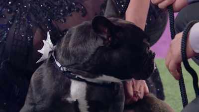 Uh, he has a deep snore, - 2022 American Rescue Dog Show
