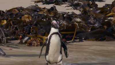 Uh, kinda. - Penguin Town