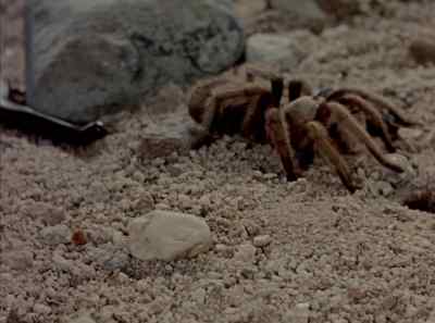 Uh-oh. - The Living Desert