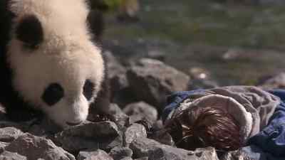 UH... - The Amazing Panda Adventure