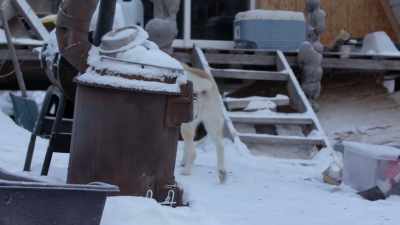 Uh, so for me to, uh, to kinda
persuade him to like something - Life Below Zero: Next Generation