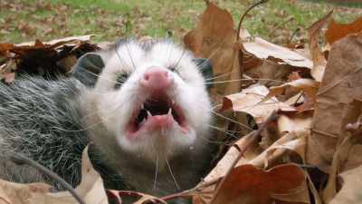 Uh, that's actually a snake
eating an opossum, - Absurd Planet