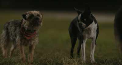 Uh, yeah, we just... we just
stay on this road for now. - Strays