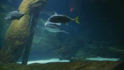 Uh, if you don't know what one
looks like, it's like this. - Ambient Swim