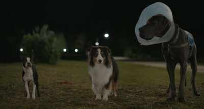 Um, but this is also a bummer. - Strays