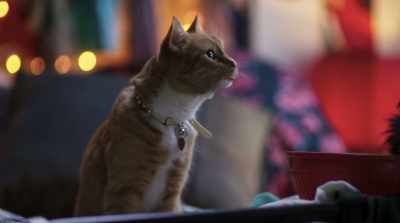 - Um, isn't that a broken mirror?
- You wanna take that chance? - Cats & Dogs 3: Paws Unite