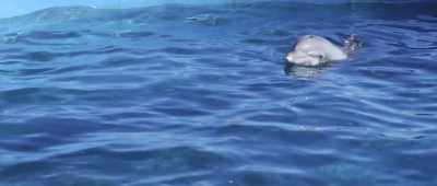 Um... It isn't listed
in our paperwork. - Bernie the Dolphin 2