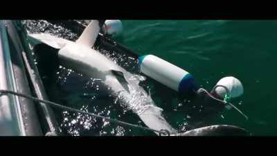 Um, if it's a non-target animal, - Envoy: Shark Cull