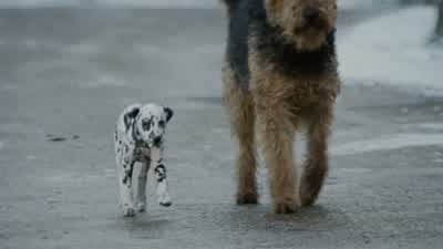 Um, make that 101 Dalmatians, sir. - 101 Dalmatians