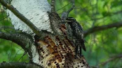Um, right.
...but a different
individual bird - When Nature Calls with Helen Mirren