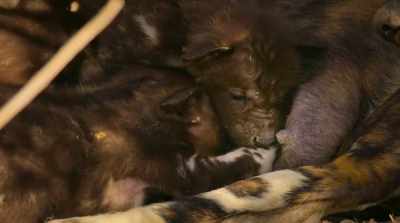 Unable to hunt for herself,
she must rely on her pack - Surviving Paradise: A Family Tale