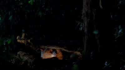 Uncle Pastuzo! - Paddington