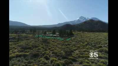 Under 215, six plants could be put out,
so we put out six plants, - Murder Mountain