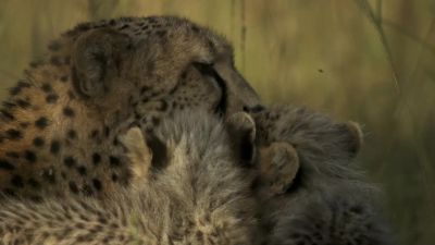 Under Kuleta's careful eye, - Chasing the Rains