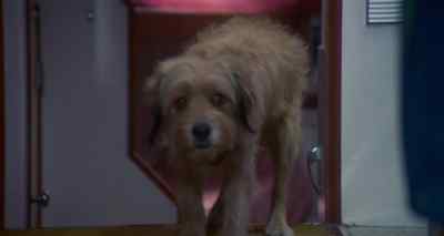 Under
the circumstances, - For the Love of Benji