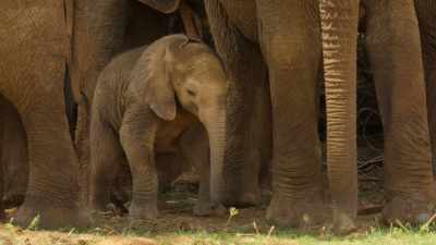 Under the scorching sun, - Wild Babies