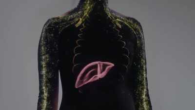 Under the skin, around internal organs
and in between muscles, - Human: The World Within