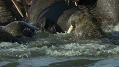 Under these conditions,
walruses are a danger to themselves. - Our Planet