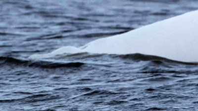 "Underwater, human ears
can't tell where sounds come from." - Secrets of the Whales