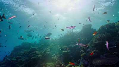 Underwater, only crustaceans,
cephalopods and a few fish - Attenborough's Life in Colour