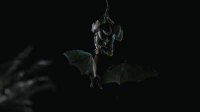 ..Underwood's bat feeds
almost exclusively on its nectar. - The Green Planet