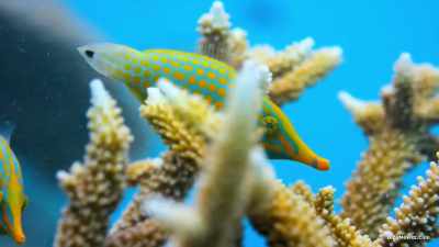 Unfortunately, few reefs
are as pristine as they once were, - Our Planet