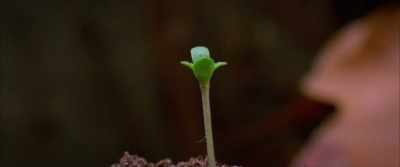 Unfortunately, he liked
to grow his own weed. - The Anarchists