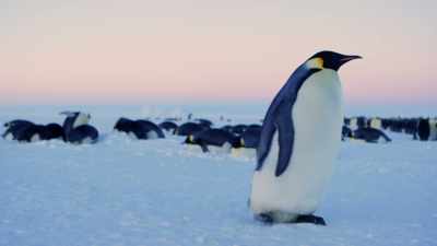Unfortunately not all the penguins
have been able to find - Dynasties