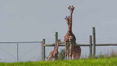 Unfortunately, savannah's
one of those giraffe - Secrets of the Zoo