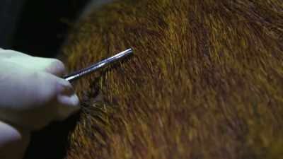 Unfortunately, the hair sample
I obtained was compromised - Tales From The Explorers Club