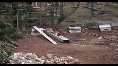 Unfortunately,
they don't have the infrastructure, - Dogs