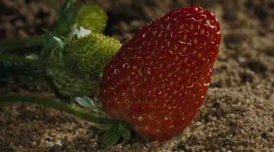Unfortunately, we're losing bees
across the world - Fantastic Fungi