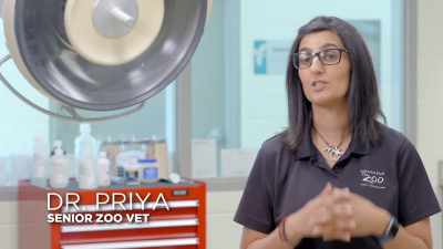 Unga is incredibly important
to the population - Secrets of the Zoo