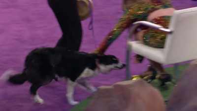 Unique pressure on Tully
that you get to Best in Rescue, - 2022 American Rescue Dog Show