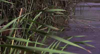 Units one and two, where are you?
Get over here on the double. - Swamp Thing