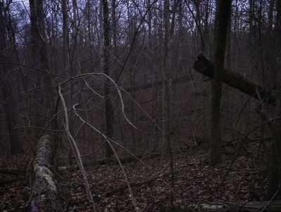Unknown species. - American Werewolves