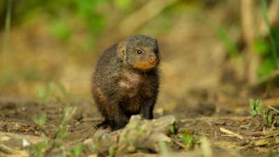Unless he can team up with an adult soon, - Wild Babies