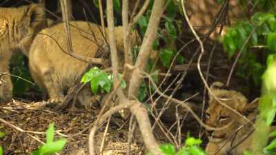 Unless she eats soon,
her cubs won't make it. - Wild Babies
