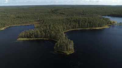 Unless of course their tree is targeted - Wild Nordic