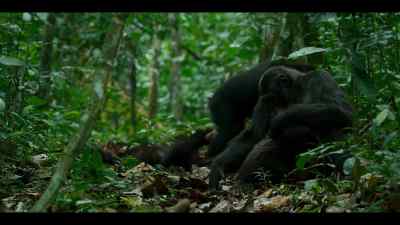 Unlike Bergl, when it comes to Joya... - Chimp Empire