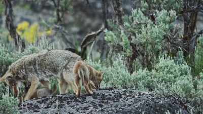 Unlike larger carnivores, - Epic Yellowstone