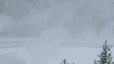 Unlike many species, - Epic Yellowstone