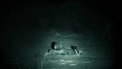 UNLIKE OTHER PREDATORS, THEY CAN
COMPLETELY DISMANTLE A CORPSE, - Expedition Mungo