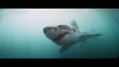 Unlike regular fishing, - Envoy: Shark Cull