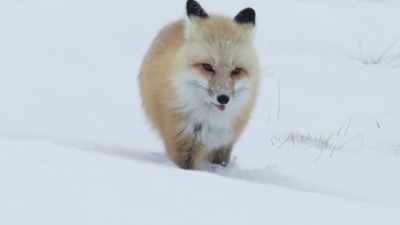 Unlike its relative, the wolf, - Epic Yellowstone