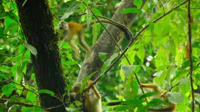 Unlike the monkeys, - Our Great National Parks