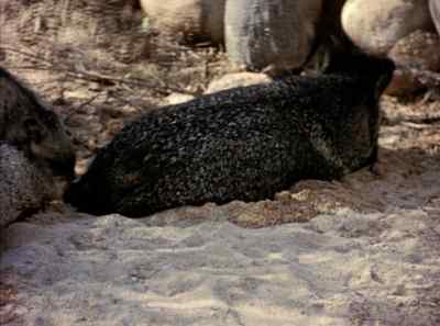 Unlike their domestic cousins, - The Living Desert