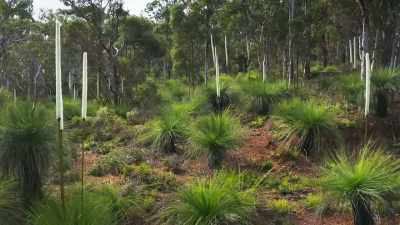Unlike these neighbouring
huge grass trees. - The Green Planet