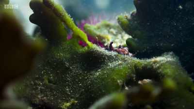 UNNERVING, SINISTER MUSIC PLAYS - Planet Earth: A Celebration
